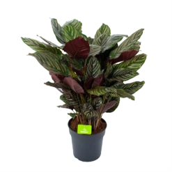 Nieuwe uitgaven 5 Calathea Ornata - Livingplant - P27 H80 - Kamerplant