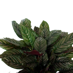 Nieuwe uitgaven -Planten Winkel calathea ornata livingplant p27 h80 5 3
