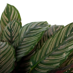 Calathea Ornata - Livingplant - P27 H80 - Kamerplant 8 Calathea Ornata - Livingplant - P27 H80 - Kamerplant -Planten Winkel calathea ornata livingplant p27 h80 6 3