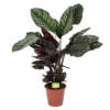 Calathea Ornata - Livingplant - Schaduwplant - P19 H75 - Kamerplant