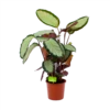 Calathea Picturata - Livingplant - P17 H65 - Kamerplant -Planten Winkel calathea picturata livingplant p17 h65 1