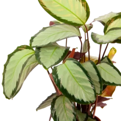 Calathea Picturata - Livingplant - P17 H65 - Kamerplant -Planten Winkel calathea picturata livingplant p17 h65 6