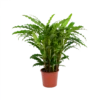 Calathea Rufibarba Bluegrass - Pauwenplant - P17 H65 - Kamerplant 1 Calathea Rufibarba Bluegrass - Pauwenplant - P17 H65 - Kamerplant -Planten Winkel calathea rufibarba bluegrass pauwenplant p17 h65 1
