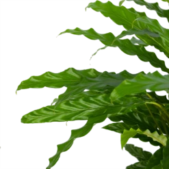 Calathea Rufibarba Bluegrass - Pauwenplant - P17 H65 - Kamerplant 9 Calathea Rufibarba Bluegrass - Pauwenplant - P17 H65 - Kamerplant -Planten Winkel calathea rufibarba bluegrass pauwenplant p17 h65 5