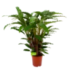Calathea Rufibarba Bluegrass - Schaduwplant - P21 H85 - Kamerplant 2 Calathea Rufibarba Bluegrass - Schaduwplant - P21 H85 - Kamerplant -Planten Winkel calathea rufibarba bluegrass schaduwplant p21 h85 4