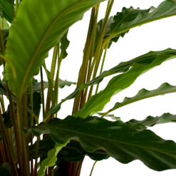 Calathea Rufibarba Bluegrass - Schaduwplant - P21 H85 - Kamerplant -Planten Winkel calathea rufibarba bluegrass schaduwplant p21 h85 6