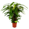 Calathea Rufibarba Bluegrass - Pauwenplant - P21 H105 - Kamerplant 1 Calathea Rufibarba Bluegrass - Pauwenplant - P21 H105 - Kamerplant -Planten Winkel calathea rufibarba mirosha pauwenplant p21 h105 4