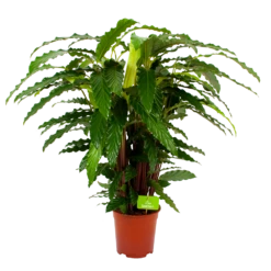 Calathea Rufibarba Bluegrass - Pauwenplant - P21 H105 - Kamerplant