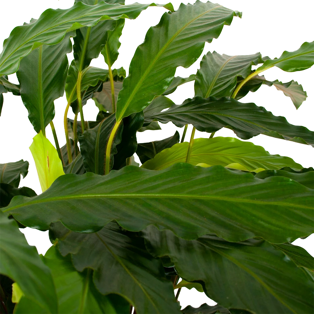 Calathea Rufibarba Bluegrass - Pauwenplant - P21 H105 - Kamerplant 4 Calathea Rufibarba Bluegrass - Pauwenplant - P21 H105 - Kamerplant - Afbeelding 2