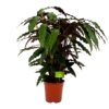 Calathea Rufibarba Wavestar - Pauwenplant - P21 H85 - Kamerplant -Planten Winkel calathea rufibarba wavestar pauwenplant p21 h105 4
