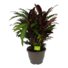 Calathea Rufibarba Wavestar - Pauwenplant - P32 H80 - Kamerplant 2 Calathea Rufibarba Wavestar - Pauwenplant - P32 H80 - Kamerplant -Planten Winkel calathea rufibarba wavestar pauwenplant p32 h80 1