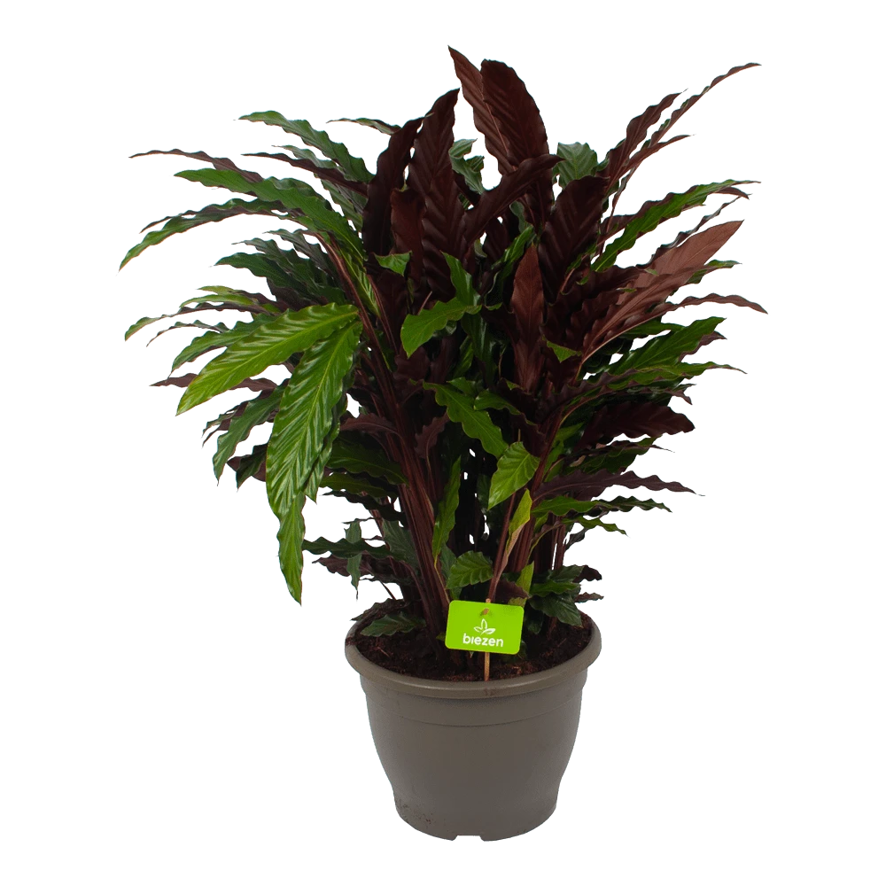 Calathea Rufibarba Wavestar - Pauwenplant - P32 H80 - Kamerplant 3 Calathea Rufibarba Wavestar - Pauwenplant - P32 H80 - Kamerplant