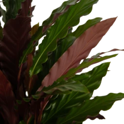 Calathea Rufibarba Wavestar - Pauwenplant - P32 H80 - Kamerplant 7 Calathea Rufibarba Wavestar - Pauwenplant - P32 H80 - Kamerplant -Planten Winkel calathea rufibarba wavestar pauwenplant p32 h80 4