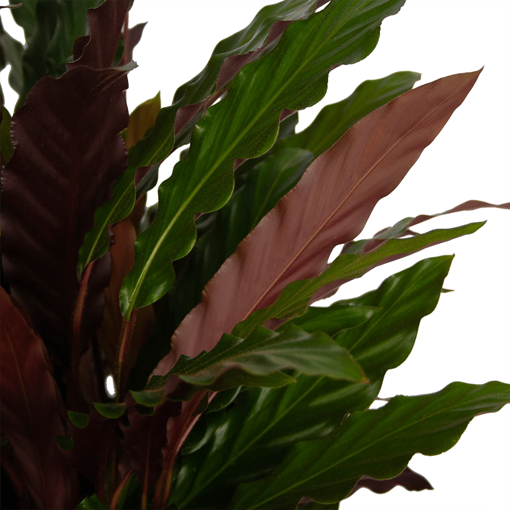 Calathea Rufibarba Wavestar - Pauwenplant - P32 H80 - Kamerplant 4 Calathea Rufibarba Wavestar - Pauwenplant - P32 H80 - Kamerplant - Afbeelding 2