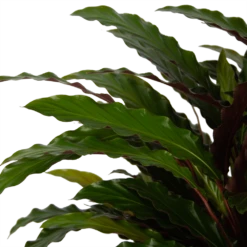 Calathea Rufibarba Wavestar - Pauwenplant - P32 H80 - Kamerplant 8 Calathea Rufibarba Wavestar - Pauwenplant - P32 H80 - Kamerplant -Planten Winkel calathea rufibarba wavestar pauwenplant p32 h80 5