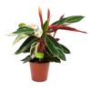Calathea Stromante Triostar - Schaduwplant - P19 H60 - Kamerplant -Planten Winkel calathea stromante triostar schaduwplant p19 h60 1 3