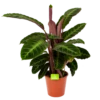 Calathea Warcewiczii - Livingplant - P19 H75 - Kamerplant 2 Calathea Warcewiczii - Livingplant - P19 H75 - Kamerplant -Planten Winkel calathea warcewiczii livingplant p19 h75 1 1