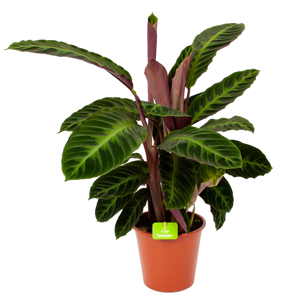 Calathea Warcewiczii - Livingplant - P19 H75 - Kamerplant 3 Calathea Warcewiczii - Livingplant - P19 H75 - Kamerplant