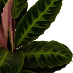 Nieuwe uitgaven -Planten Winkel calathea warcewiczii livingplant p19 h75 5 1