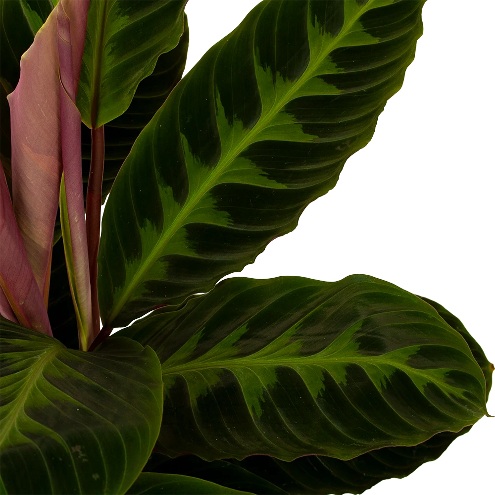 Calathea Warcewiczii - Livingplant - P19 H75 - Kamerplant 4 Calathea Warcewiczii - Livingplant - P19 H75 - Kamerplant - Afbeelding 2