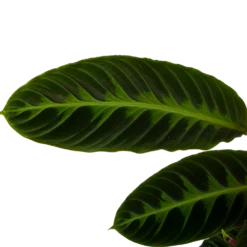 Calathea Warcewiczii - Livingplant - P19 H75 - Kamerplant 8 Calathea Warcewiczii - Livingplant - P19 H75 - Kamerplant -Planten Winkel calathea warcewiczii livingplant p19 h75 6