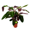 Calathea Warcewiczii - Livingplant - P21 H75 - Kamerplant 1 Calathea Warcewiczii - Livingplant - P21 H75 - Kamerplant -Planten Winkel calathea warcewiczii livingplant p21 h75 1 1