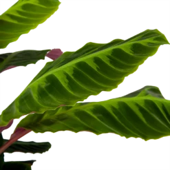 Calathea Warcewiczii - Livingplant - P21 H75 - Kamerplant 8 Calathea Warcewiczii - Livingplant - P21 H75 - Kamerplant -Planten Winkel calathea warcewiczii livingplant p21 h75 6 1