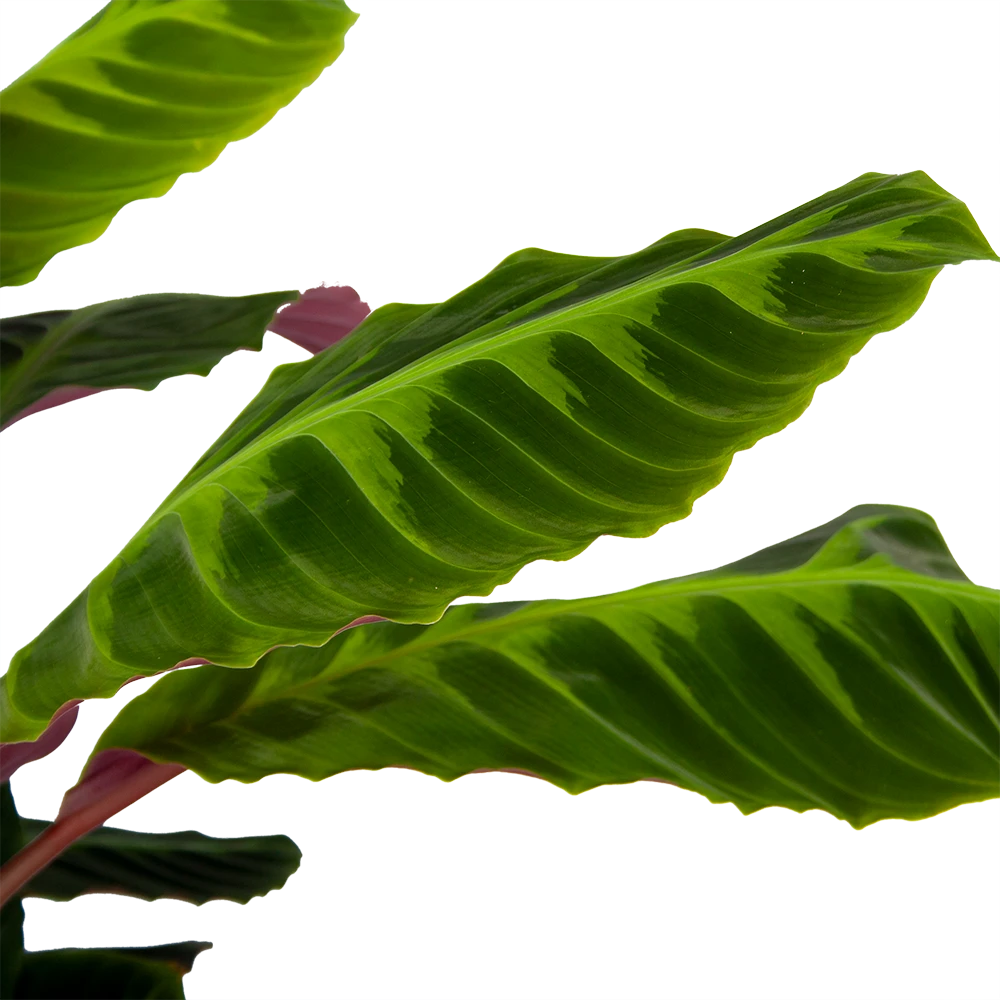 Calathea Warcewiczii - Livingplant - P21 H75 - Kamerplant 5 Calathea Warcewiczii - Livingplant - P21 H75 - Kamerplant - Afbeelding 3