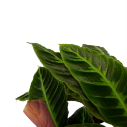 Nieuwe uitgaven -Planten Winkel calathea warcewiczii livingplant p21 h90 2