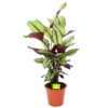 Calathea Whitestar - Schaduwplant - P19 H75 - Kamerplant 2 Calathea Whitestar - Schaduwplant - P19 H75 - Kamerplant -Planten Winkel calathea whitestar schaduwplant p19 h75 1 1