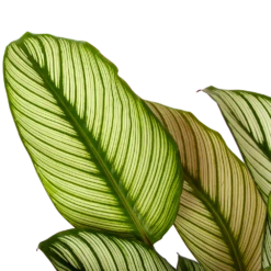 Nieuwe uitgaven -Planten Winkel calathea whitestar schaduwplant p19 h75 5 1