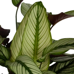 Nieuwe uitgaven -Planten Winkel calathea whitestar schaduwplant p32 h80 5