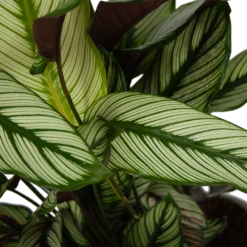 Calathea Whitestar - Schaduwplant - P32 H80 - Kamerplant 8 Calathea Whitestar - Schaduwplant - P32 H80 - Kamerplant -Planten Winkel calathea whitestar schaduwplant p32 h80 6