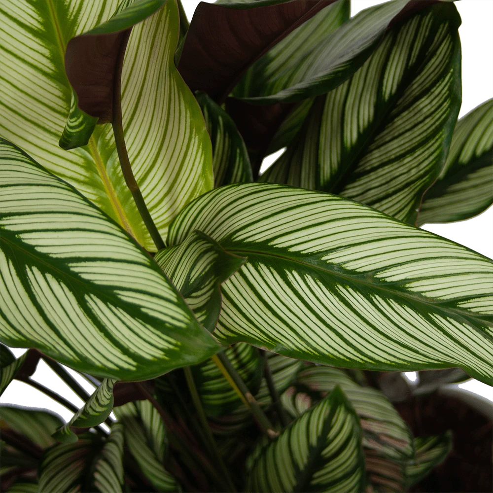 Calathea Whitestar - Schaduwplant - P32 H80 - Kamerplant 5 Calathea Whitestar - Schaduwplant - P32 H80 - Kamerplant - Afbeelding 3
