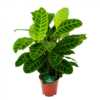 Calathea Zebrina - Livingplant - P19 H80 - Kamerplant 1 Calathea Zebrina - Livingplant - P19 H80 - Kamerplant -Planten Winkel calathea zebrina livingplant p19 h65 1 2