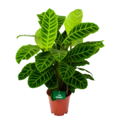 Nieuwe uitgaven 9 Calathea Zebrina - Livingplant - P19 H80 - Kamerplant