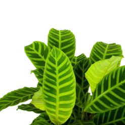 Nieuwe uitgaven -Planten Winkel calathea zebrina livingplant p19 h65 5 1