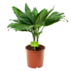 Chamaedorea Metallica Bergpalm - P17 H50 - Kamerplant 1 Chamaedorea Metallica Bergpalm - P17 H50 - Kamerplant -Planten Winkel chamaedorea metallica bergpalm p17cm h50cm 4 1