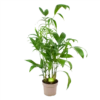 Chamaedorea Seifrizii - Bergpalm - P24 H100 - Kamerplant 2 Chamaedorea Seifrizii - Bergpalm - P24 H100 - Kamerplant -Planten Winkel chamaedorea seifrizii bergpalm p24 h100 1