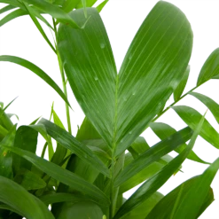 Chamaedorea Seifrizii - Bergpalm - P24 H100 - Kamerplant 7 Chamaedorea Seifrizii - Bergpalm - P24 H100 - Kamerplant -Planten Winkel chamaedorea seifrizii bergpalm p24 h100 5