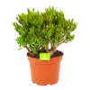 Crassula Ovata Gollum - P23 H50 - Kamerplant 2 Crassula Ovata Gollum - P23 H50 - Kamerplant -Planten Winkel crassula ovata gollum p23 h50 1 1