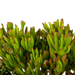 Crassula Ovata Gollum - P23 H50 - Kamerplant 6 Crassula Ovata Gollum - P23 H50 - Kamerplant -Planten Winkel crassula ovata gollum p23 h50 5 1