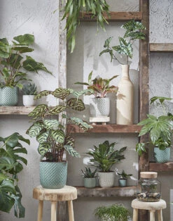 Bloempot Daan - D21.5 X H20.5cm - Groen -Planten Winkel daan pot rond groen h20 5xd21 5cm bloempot 7 12