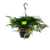 Davallia Teyermannii - In Hangpot - P17 H30 - Kamerplant -Planten Winkel davallia teyermannii in hangpot p17 h30 1