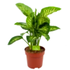 Dieffenbachia Seguine 'Reeva' - P24 H90 - Kamerplant 2 Dieffenbachia Seguine 'Reeva' - P24 H90 - Kamerplant -Planten Winkel dieffenbachia seguine reeva p24 h90 1 1