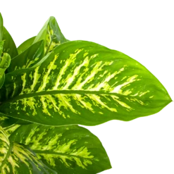 Dieffenbachia Seguine 'Reeva' - P24 H90 - Kamerplant -Planten Winkel dieffenbachia seguine reeva p24 h90 5 1