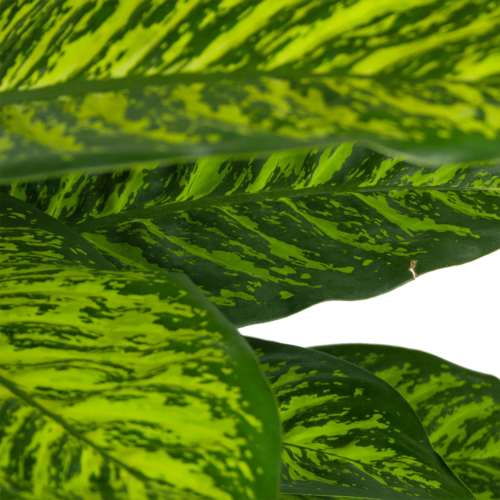 Dieffenbachia Seguine Tropic Jewel - P35 H130 - Kamerplant 4 Dieffenbachia Seguine Tropic Jewel - P35 H130 - Kamerplant - Afbeelding 2