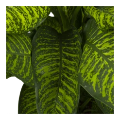 Dieffenbachia Seguine Tropic Jewel - P35 H130 - Kamerplant 8 Dieffenbachia Seguine Tropic Jewel - P35 H130 - Kamerplant -Planten Winkel dieffenbachia seguine tropic jewel p35 h130 4