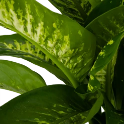 Dieffenbachia Seguine Tropic Snow - P24 H90 - Kamerplant 8 Dieffenbachia Seguine Tropic Snow - P24 H90 - Kamerplant -Planten Winkel dieffenbachia seguine tropic snow p24 h90 2 4