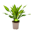 Dracaena Burley - Drakenbloedboom - P24 H90 - Kamerplant 1 Dracaena Burley - Drakenbloedboom - P24 H90 - Kamerplant -Planten Winkel dracaena burley drakenbloedboom p24 h90 1 1